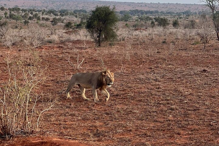 Train to Lions Bluff Lodge: 3-Day Lumo Conservancy Safari from Mombasa photo 5