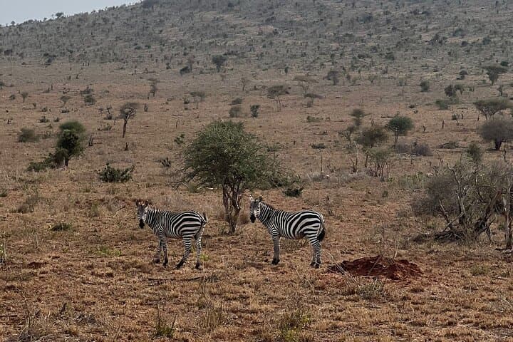 Train to Lions Bluff Lodge: 3-Day Lumo Conservancy Safari from Mombasa photo 6