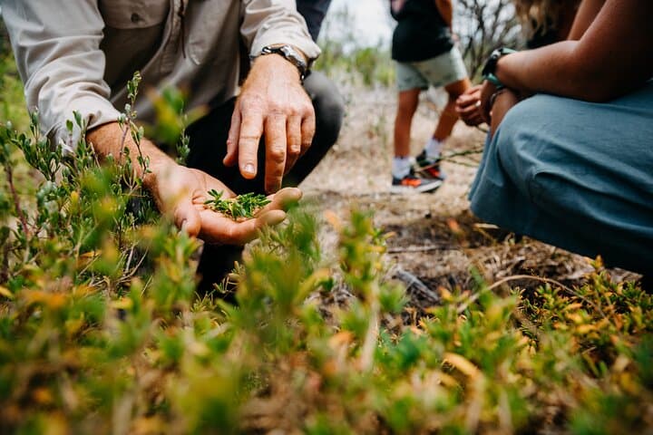 Wild Yarnbala: Forage, Didgeridoo and Bush Tucker Tour on the Eyre Peninsula photo 3