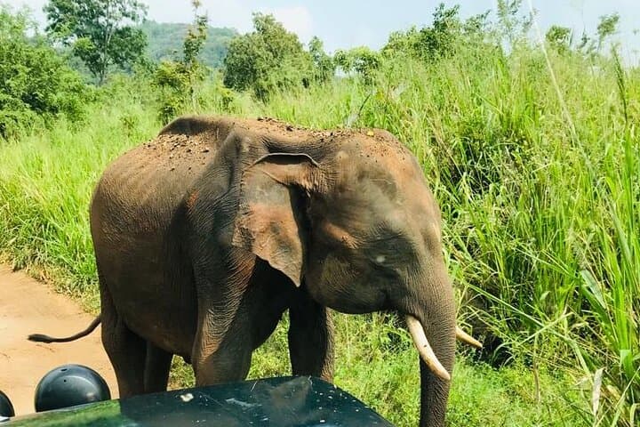 Sigiriya, Dambulla & Elephant Safari: Day Tour from Kandy photo 4