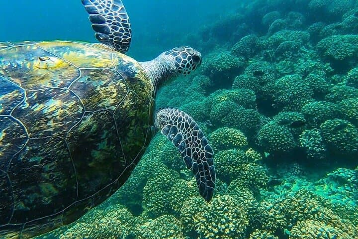 Full-Day Dimaniyat Islands Snorkeling Excursion from Muscat photo 4
