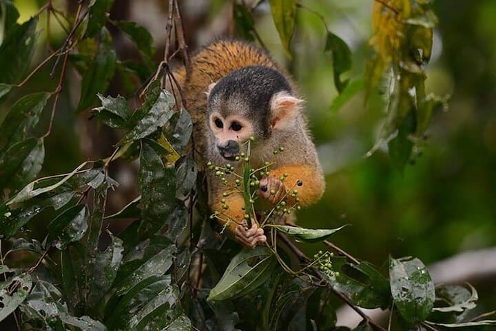 Lake Sandoval Full‑Day Wildlife Canoe Tour from Puerto Maldonado photo 2