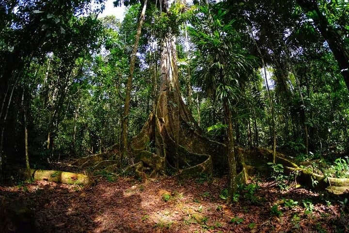 Lake Sandoval Full‑Day Wildlife Canoe Tour from Puerto Maldonado photo 4