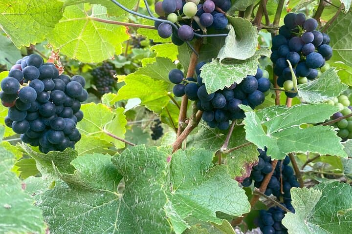 Private Champagne Day Trip from Paris — Moët & Chandon & Taittinger Cellar Tours photo 4