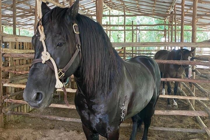 Riviera Maya Adventure: Horseback Riding, 6 Ziplines & Cenote Swim with Lunch