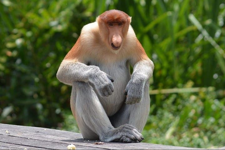 Sepilok Orangutan, Sun Bear & Labuk Bay Proboscis Monkey Day Tour from Sandakan photo 4