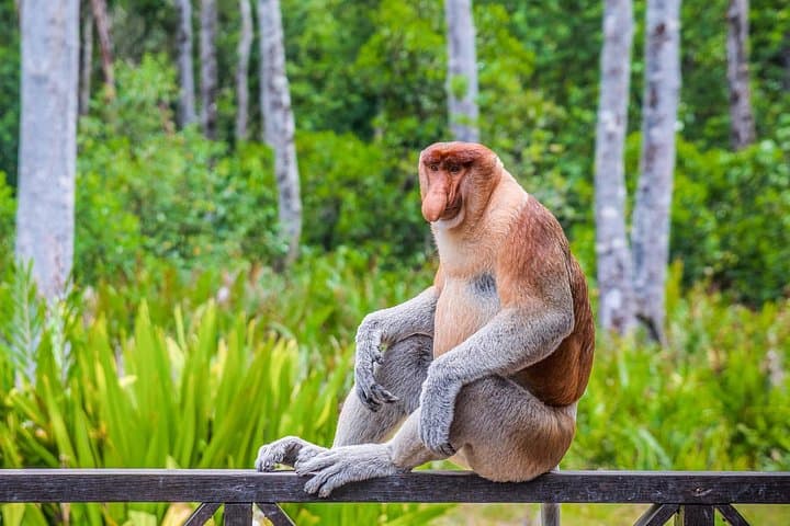 Sepilok Orangutan, Sun Bear & Labuk Bay Proboscis Monkey Day Tour from Sandakan