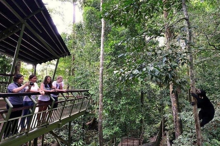Sepilok Orangutan, Sun Bear & Labuk Bay Proboscis Monkey Day Tour from Sandakan photo 3