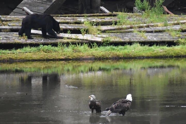 Exploring Ketchikan: Private Totem Parks and Alaskan Wildlife Highlights photo 2