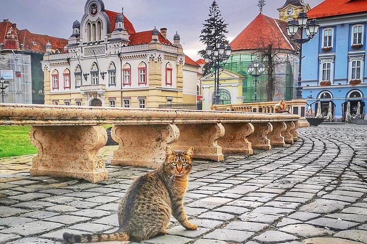 Discover Timisoara by Bicycle: Historic Squares, Bega River & Padurea Verde Trails photo 5