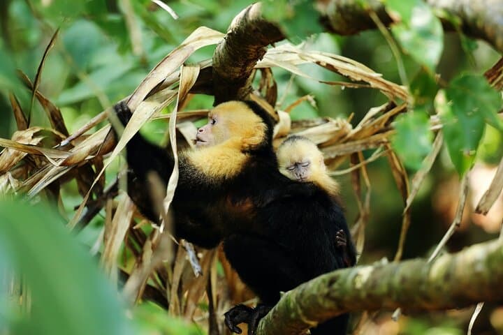 Costa Rica 8-Day All-Inclusive Deluxe Adventure — Volcanoes, Rainforest & Pacific Coast photo 5