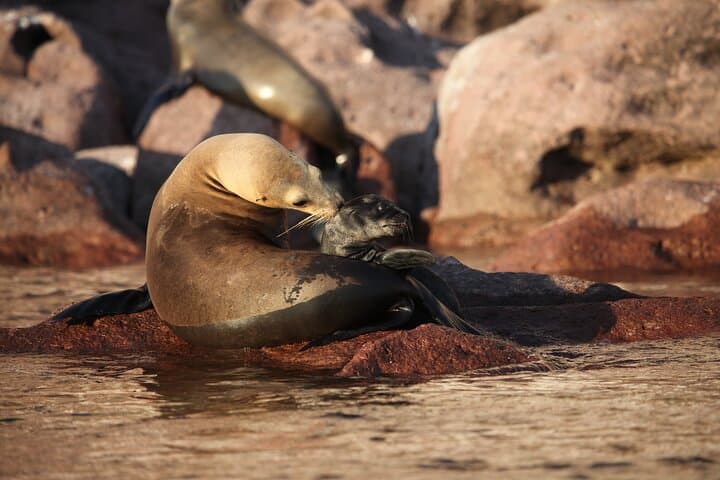 Sea Lions and Mega-Paddleboard Tour — Espiritu Santo from La Paz photo 5