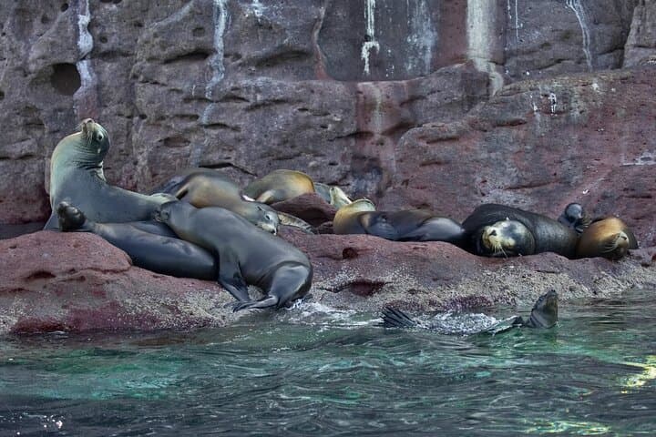 Sea Lions and Mega-Paddleboard Tour — Espiritu Santo from La Paz photo 6