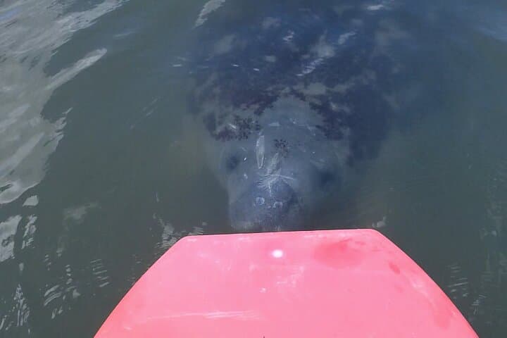 Paddle with Dolphins and Manatees: Merritt Island Nature Kayak Tour photo 3
