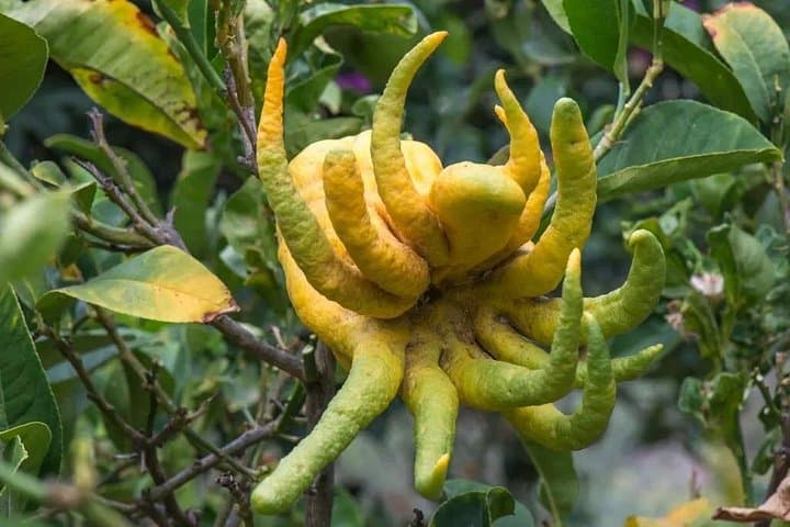 Half-Day Private Botanical Garden Tour Near Chania — Explore Crete’s Rewilded Park photo 3