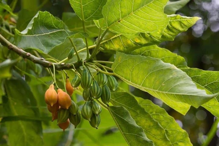 Half-Day Private Botanical Garden Tour Near Chania — Explore Crete’s Rewilded Park photo 4