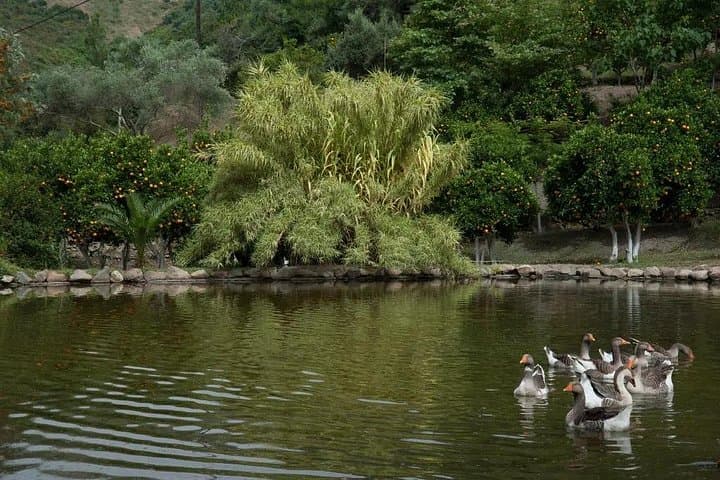 Half-Day Private Botanical Garden Tour Near Chania — Explore Crete’s Rewilded Park photo 5