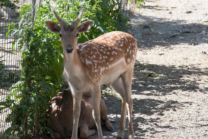 Half-Day Private Botanical Garden Tour Near Chania — Explore Crete’s Rewilded Park photo 6