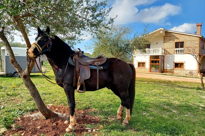 Horseback Riding in Gargano National Park: 1-Hour Guided Trail with Tremiti Views photo 6