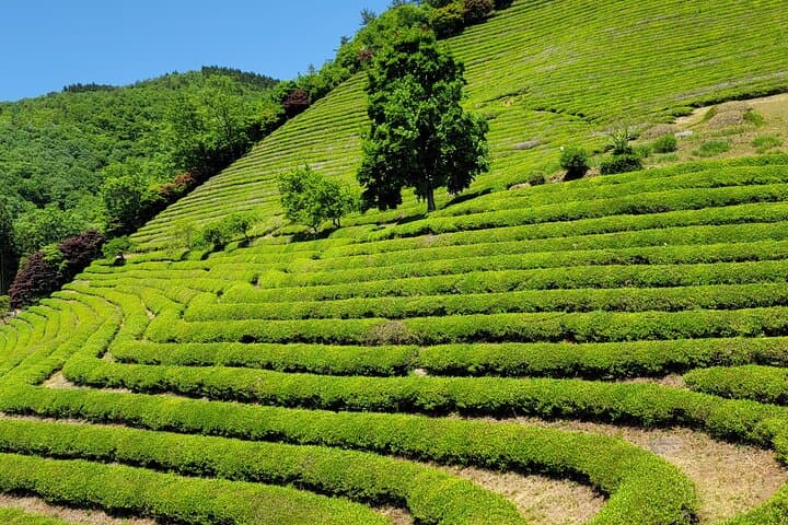 Boseong Tea Plantation & Suncheon Bay: One-Day Green Tea and Wetland Tour photo 2