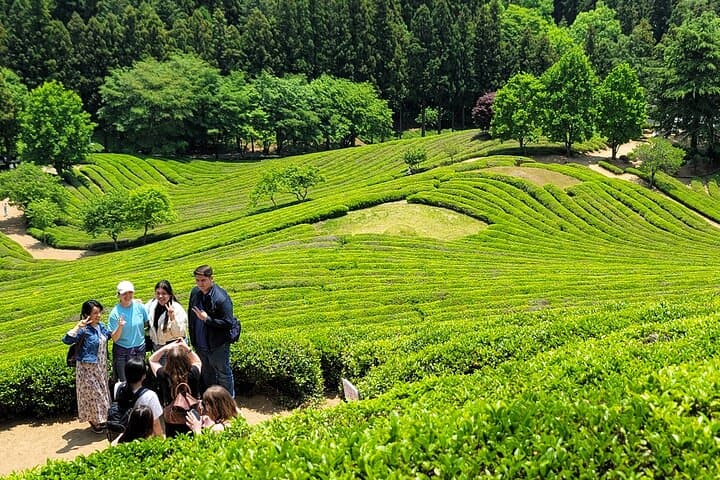 Boseong Tea Plantation & Suncheon Bay: One-Day Green Tea and Wetland Tour