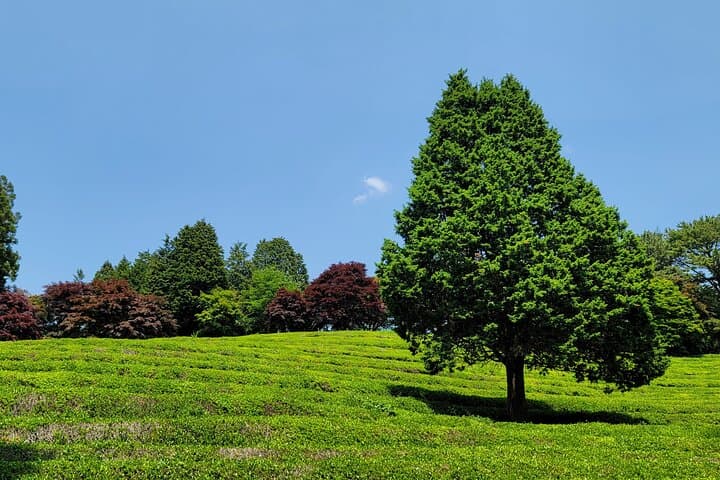 Boseong Tea Plantation & Suncheon Bay: One-Day Green Tea and Wetland Tour photo 4