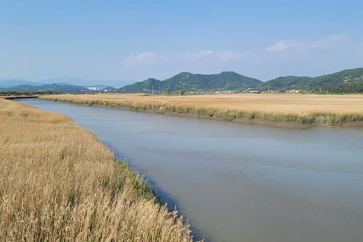Boseong Tea Plantation & Suncheon Bay: One-Day Green Tea and Wetland Tour photo 6