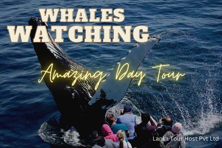 Mirissa Whale Watching Day Tour: Jungle Beach, Galle Fort & Turtle Hatchery