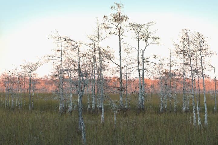 Big Cypress Self-Guided Driving Audio Tour — Ochopee to Miami Wetlands Road Trip photo 4