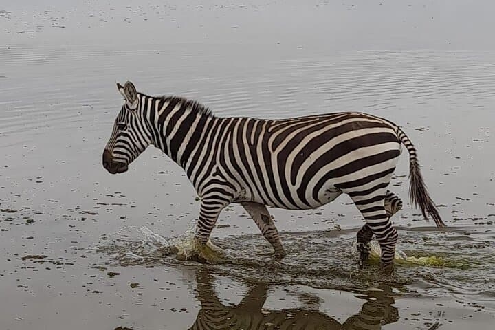 Exploring Kenya’s Masai Mara: A Thrilling 3-Day Jeep Safari photo 6