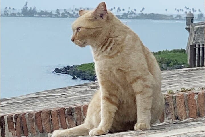 Old San Juan City Walking Tour: Explore Cobblestones, Forts & Colonial Culture photo 4