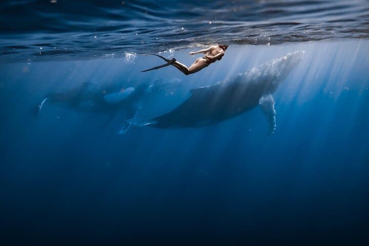 Swim with Humpback Whales in Moorea — Responsible Half-Day Encounter