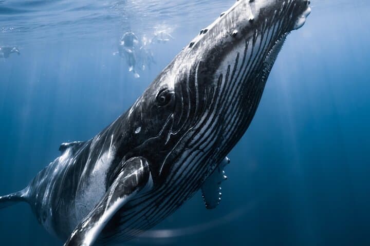 Swim with Humpback Whales in Moorea — Responsible Half-Day Encounter photo 4
