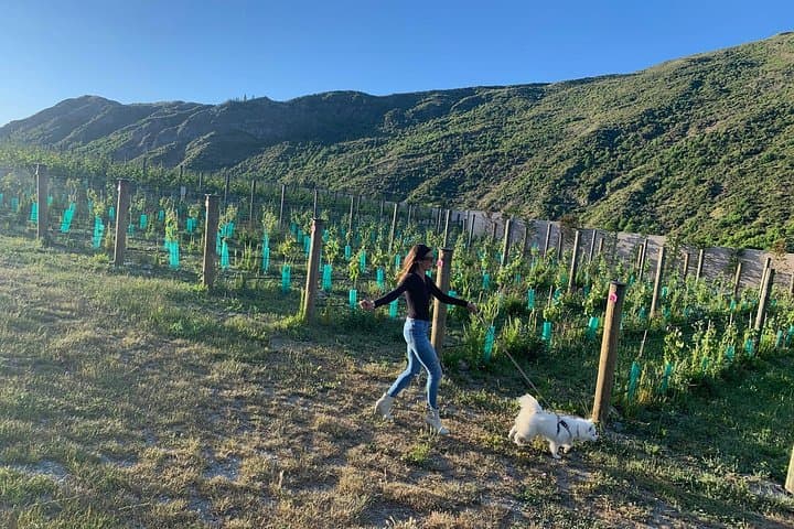 Waiheke Private Dog-Friendly Wine Tour: Coastal Cellars and Island Views photo 1