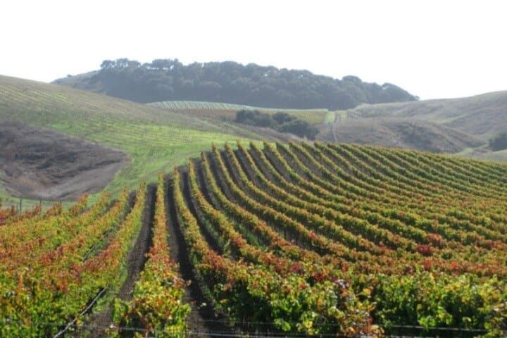 Santa Ynez Valley Wine Country Van Tour: Rhone Wines, Olive Oils & Vineyard Views