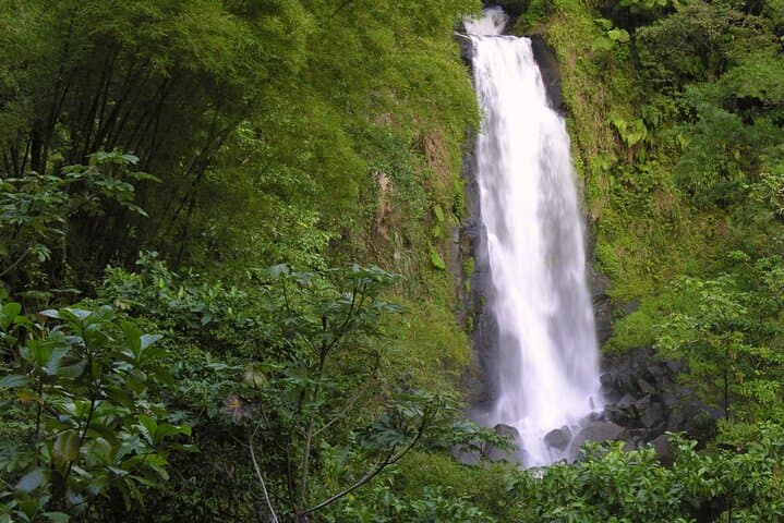Private Half-Day Roseau Nature Tour: Botanical Gardens, Morne Bruce & Trafalgar Falls photo 6