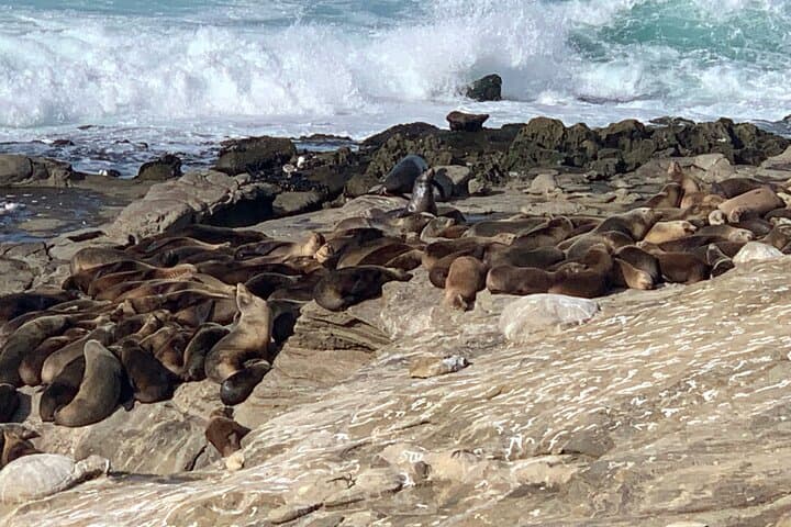 Explore La Jolla’s Hidden Gems with the La Jolla Jig Scavenger Hunt