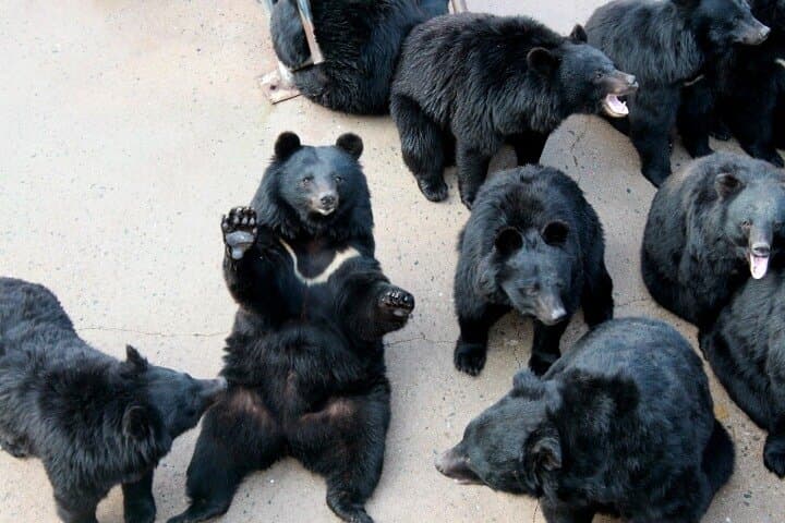 Beartree Park: Sejong Arboretum & Bear Sanctuary Admission photo 2