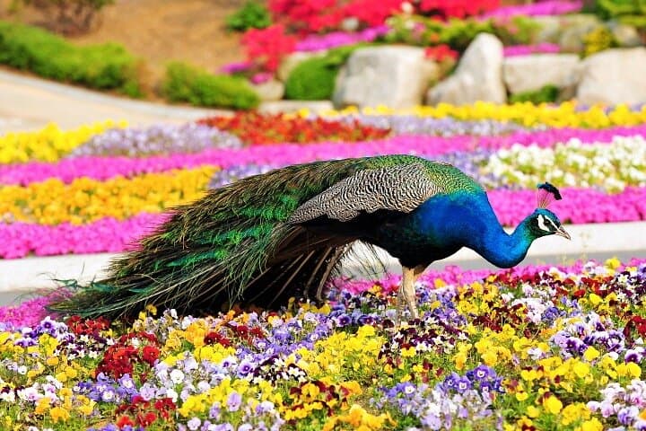 Beartree Park: Sejong Arboretum & Bear Sanctuary Admission photo 3
