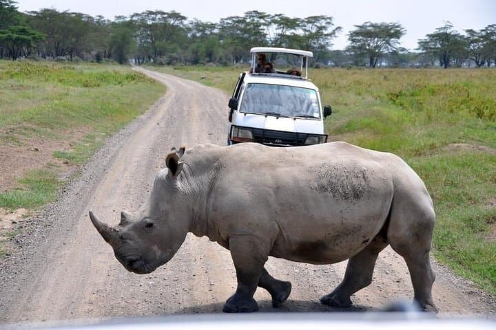 Two-Day Aberdare Luxury Lodge Safari — Night Game Viewing at Treetops & The Ark photo 4