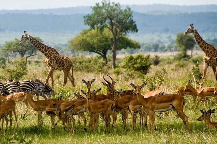 Lake Elementaita 2-Day Guided Flamingo & Soysambu Game Drive from Nairobi