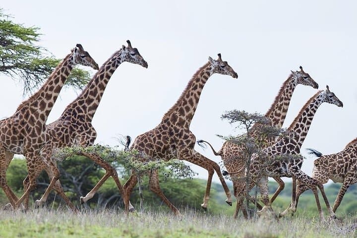 Lake Elementaita 2-Day Guided Flamingo & Soysambu Game Drive from Nairobi photo 2