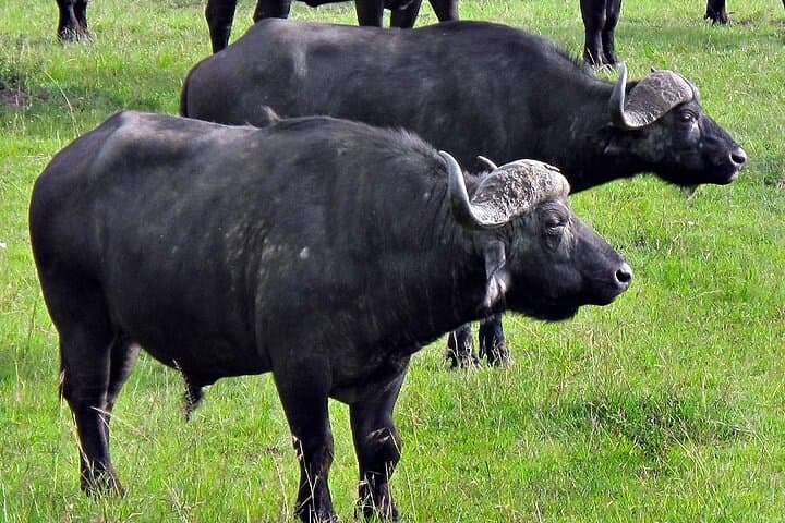 Full-Day Ol Pejeta Conservancy & Sweetwaters Chimpanzee Sanctuary from Nairobi photo 2