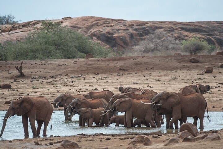Full-Day Ol Pejeta Conservancy & Sweetwaters Chimpanzee Sanctuary from Nairobi photo 3