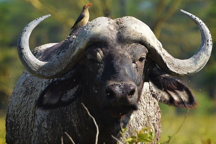 Full-Day Ol Pejeta Conservancy & Sweetwaters Chimpanzee Sanctuary from Nairobi photo 5
