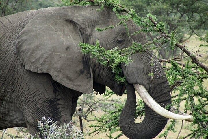 Full-Day Ol Pejeta Conservancy & Sweetwaters Chimpanzee Sanctuary from Nairobi photo 6
