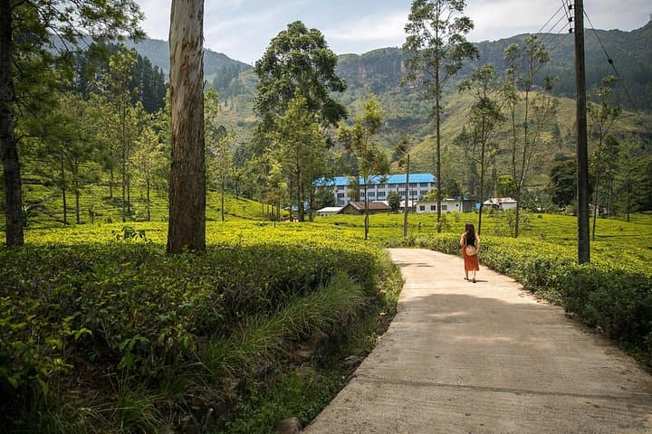 TukTuk Journey Nuwara Eliya: Tea Trails, Ramboda Falls & Colonial Sights photo 2