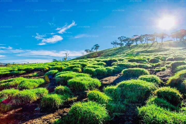 Horton Plains & World's End Guided Trek from Nuwara Eliya photo 5