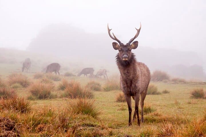 Horton Plains & World's End Guided Trek from Nuwara Eliya photo 6