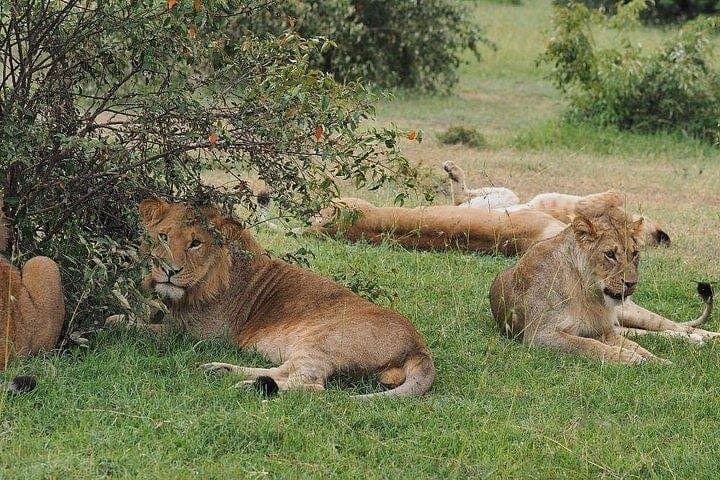 5-Day Aberdare, Lake Nakuru & Masai Mara Safari from Nairobi photo 2